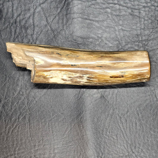 Large Petrified Wood Specimen