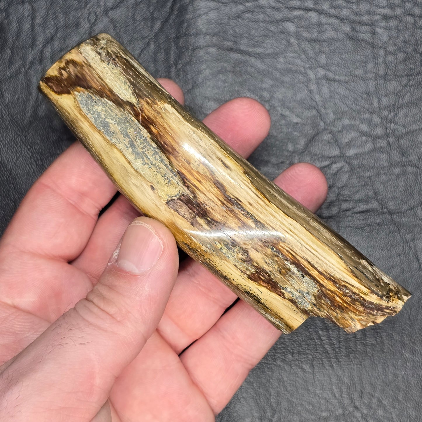 Large Petrified Wood Specimen