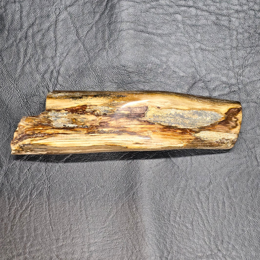 Large Petrified Wood Specimen